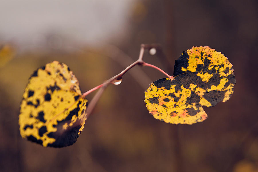 Fall Photograph - The last scent of fall by Cristina-Velina Ion
