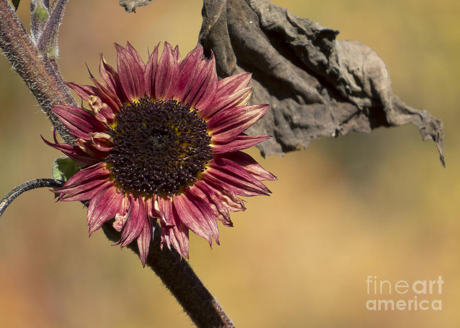 The Last Sunflower III Photograph by Lili Feinstein