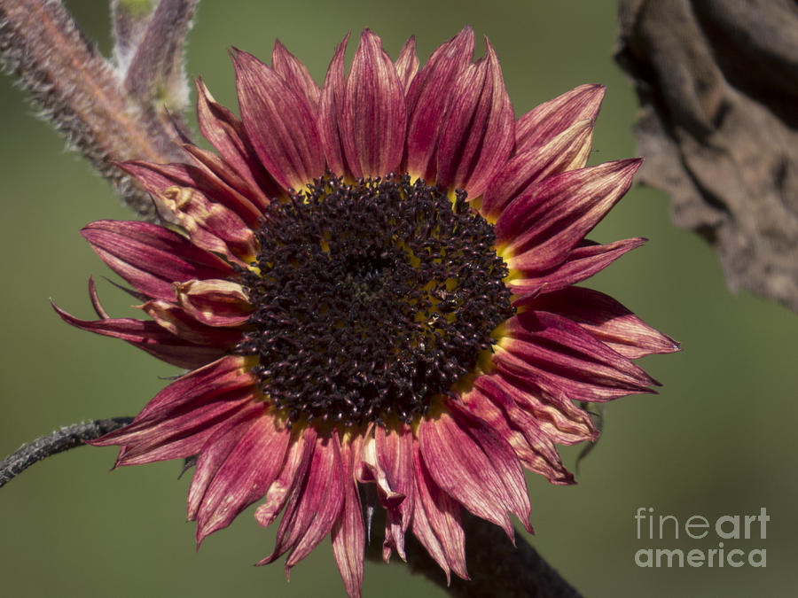The Last Sunflower Photograph by Lili Feinstein