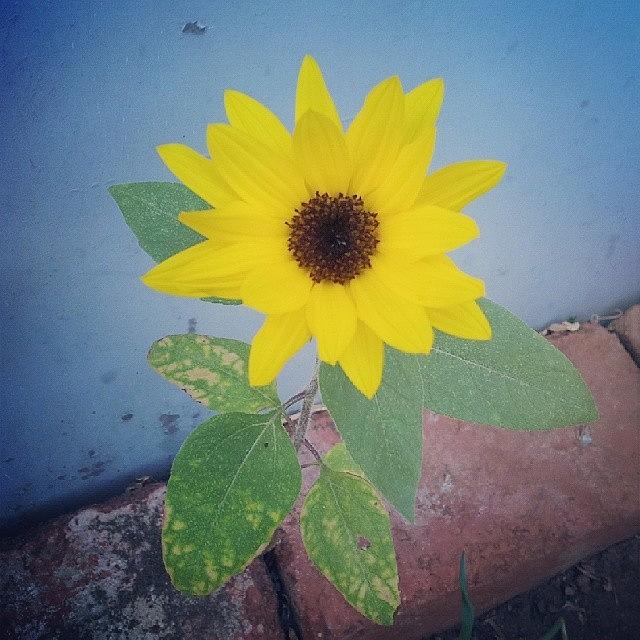 The Last Sunflower. 
the Last Day Of Photograph by Ben Reeson