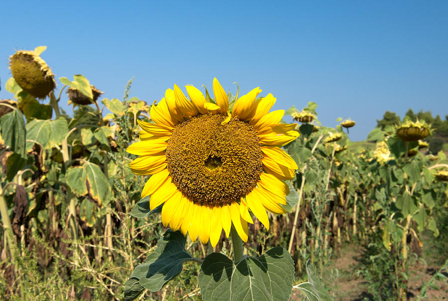 The last Sunflower Photograph by Roy Pedersen