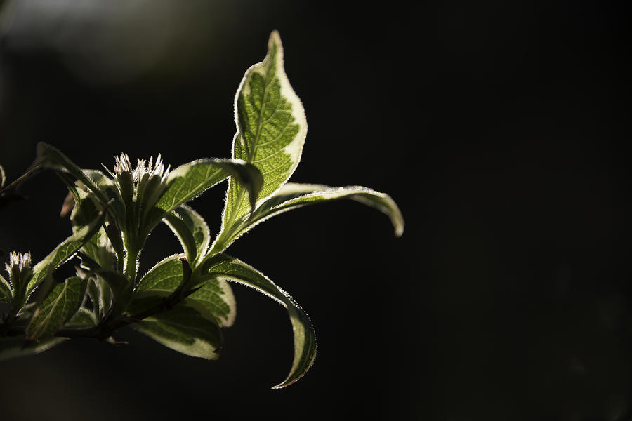 Nature Photograph - The last sunray on a Weigela leaf by Patrick Kessler
