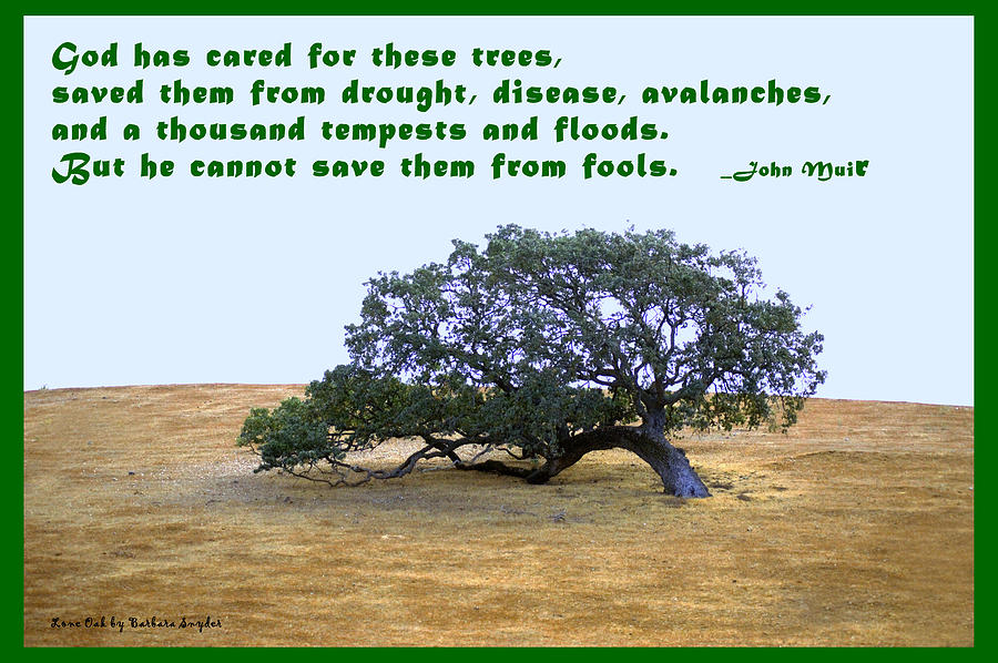 Landscape Digital Art - The Last Tree John Muir Quote by Barbara Snyder