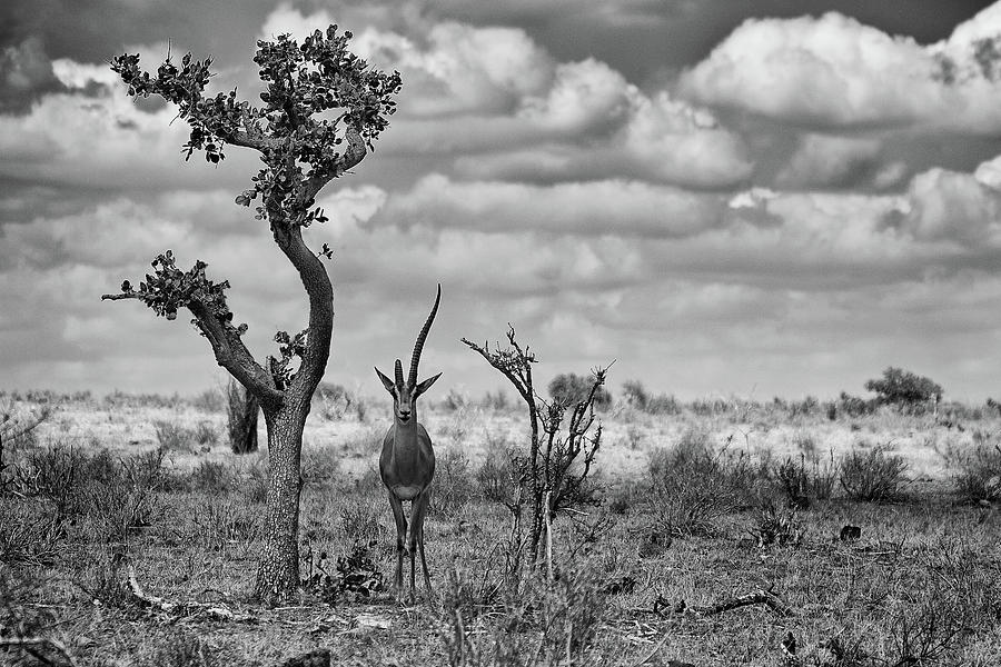 Wildlife Photograph - The Last Unicorn by Marcel Rebro