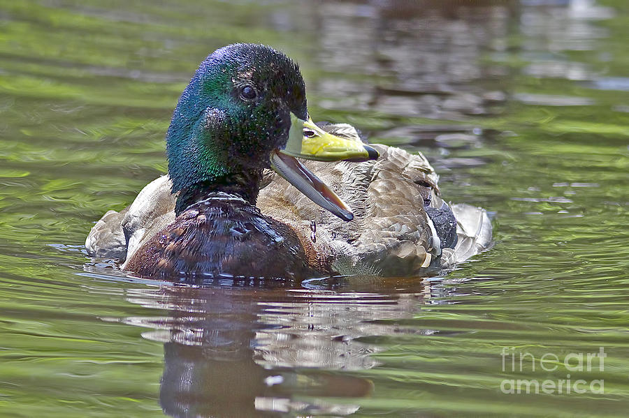 Drake Photograph - The Laughing Duck by Sharon Talson