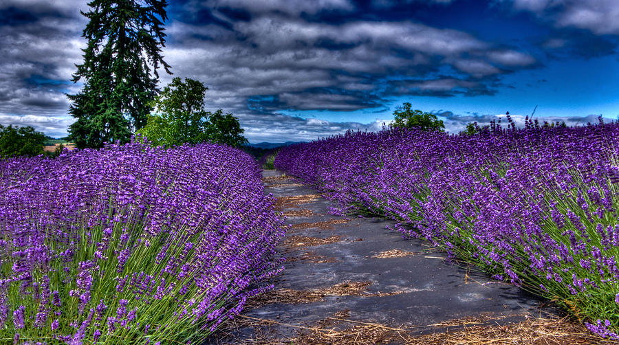 The Lavender Field Photograph by Thom Zehrfeld