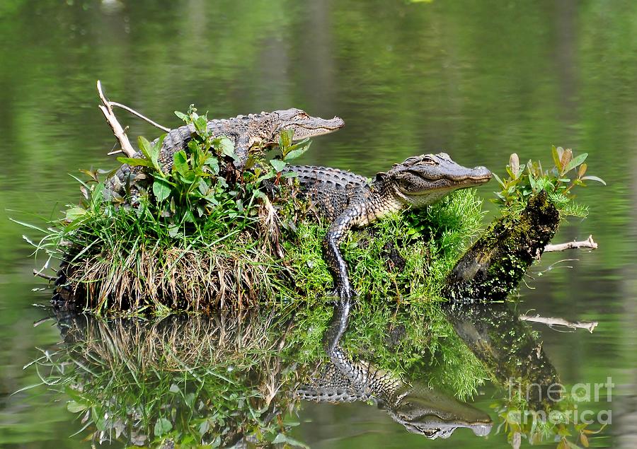 The Lazy Gators Photograph by Kathy Baccari
