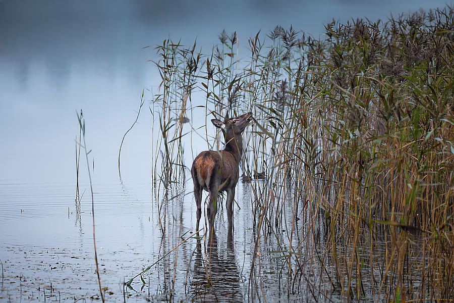 Deer Photograph - The Leaf Eater by Kieran O Mahony