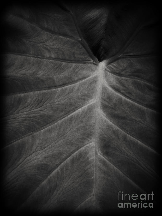 The Leaf Photograph by Edward Fielding