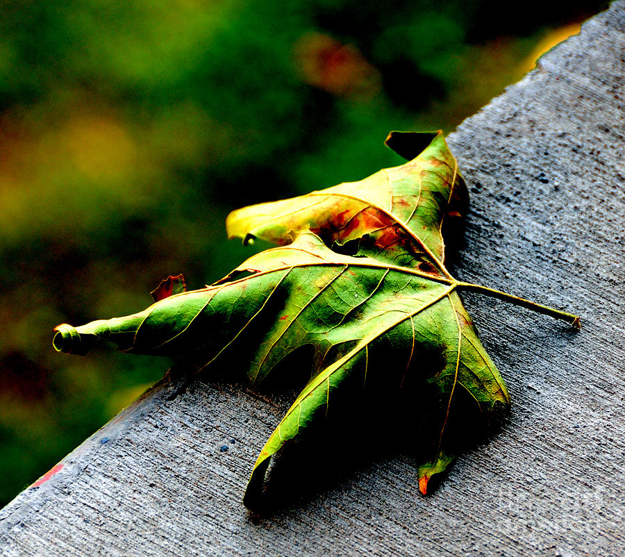 The Leaf Photograph by Yasin Baran