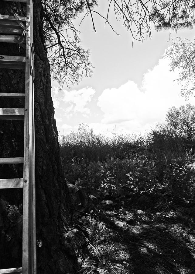 Black And White Photograph - The Leaning Tree by Korynn Neil