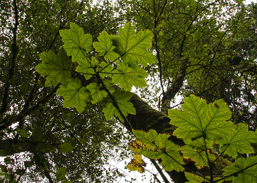 The Leaves Above Photograph by Jean Noren