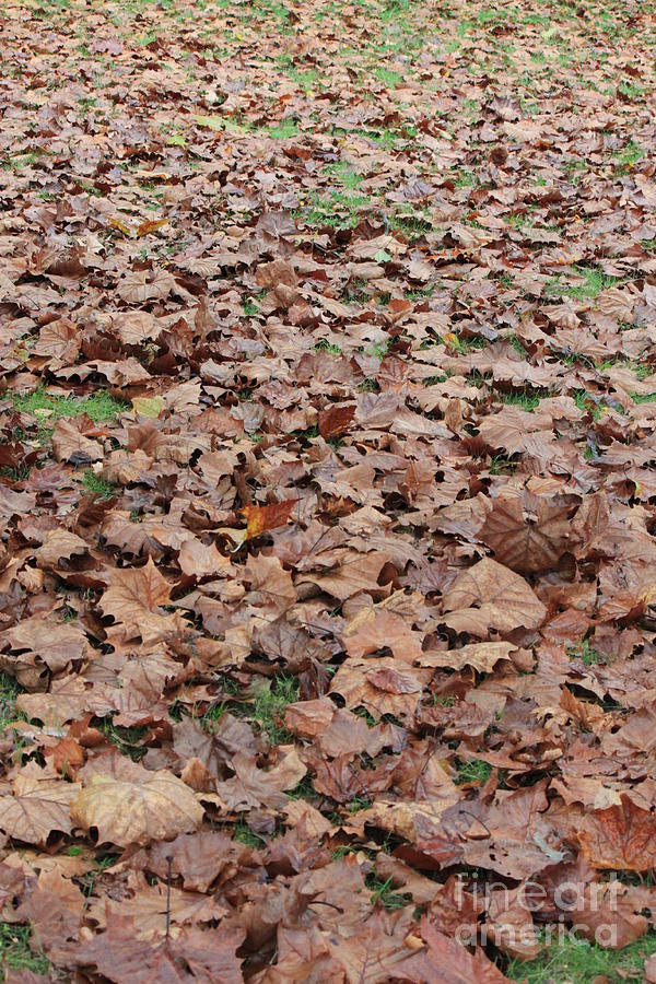 The leaves have fallen Photograph by Jennifer E Doll