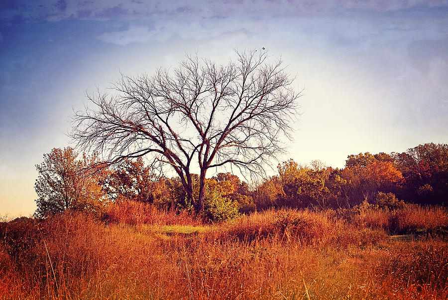 The Leaves Have Fallen Digital Art by Lena Wilhite