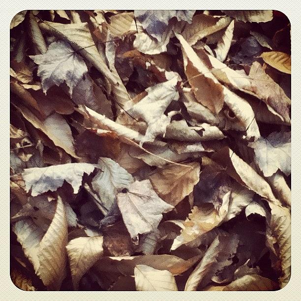 Michigan Photograph - The Leaves Have Fallen. #michigan by Megan Noble