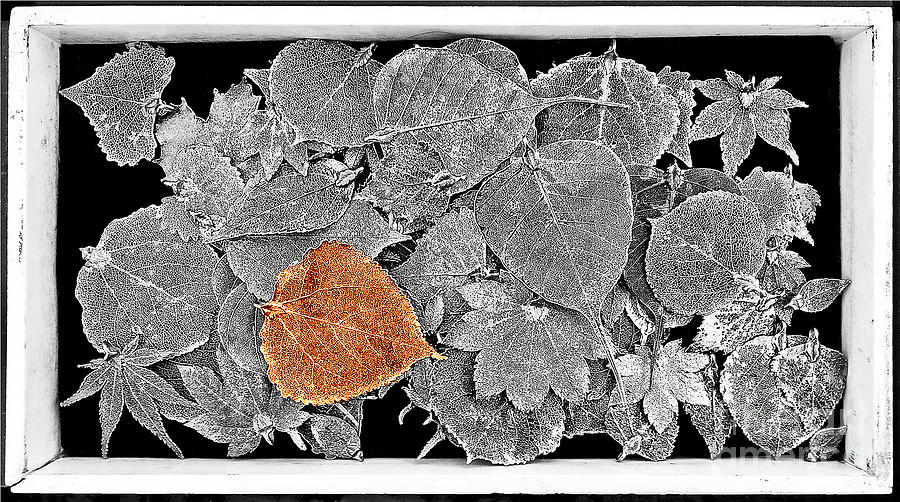The Leaves No.5 Photograph