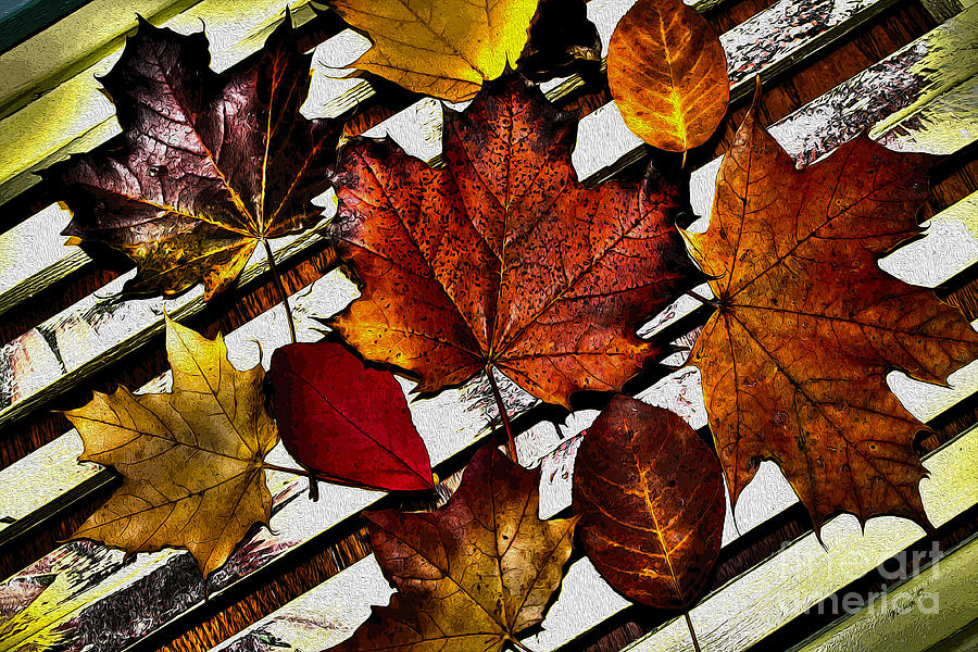 Fall Photograph - The Leaves oF All by Nina Silver