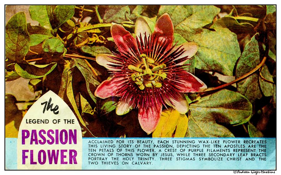 The Legend of the Passion Flower Photograph by Audreen Gieger
