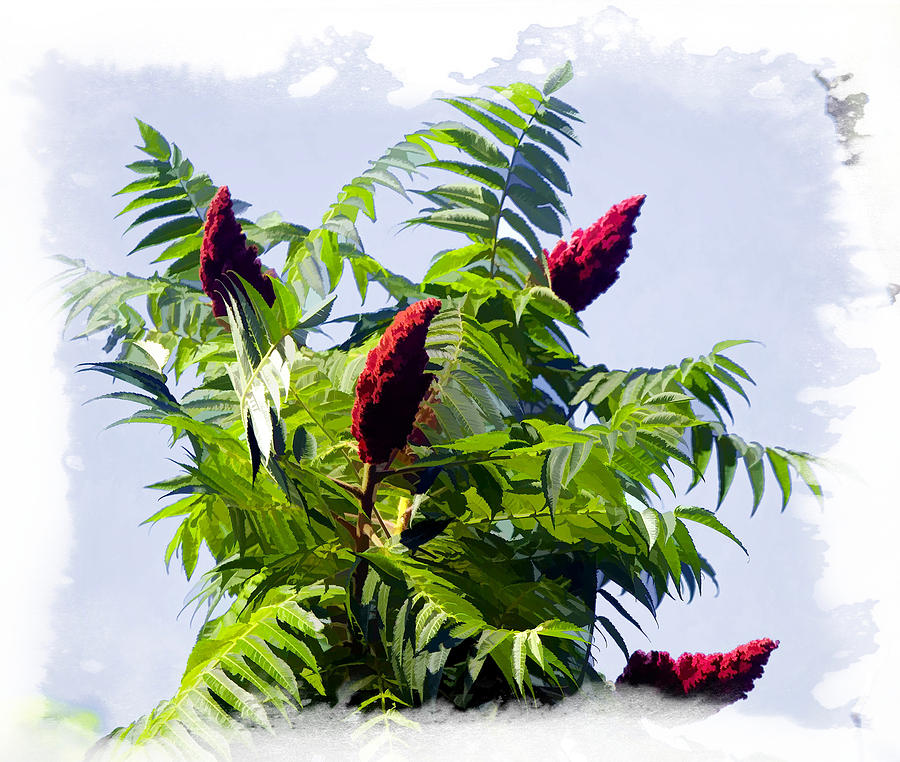 The Lemonade Tree Staghorn Sumac Photograph by Constantine Gregory
