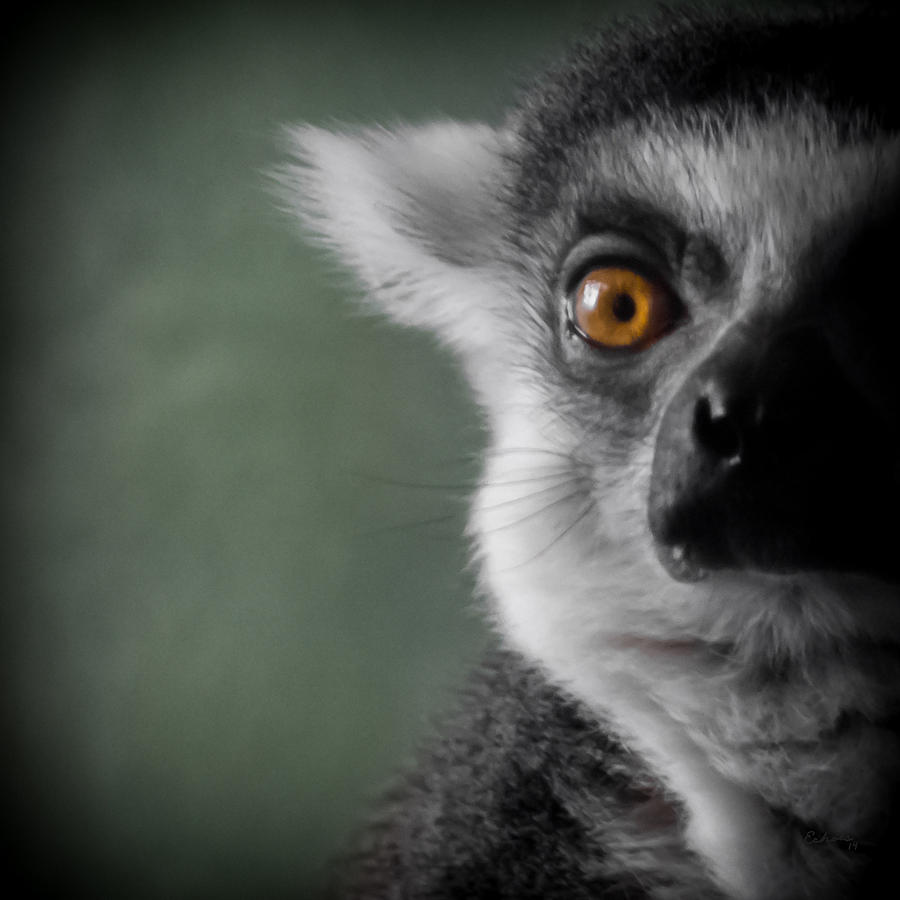Animal Photograph - The Lemur 2 by Ernest Echols