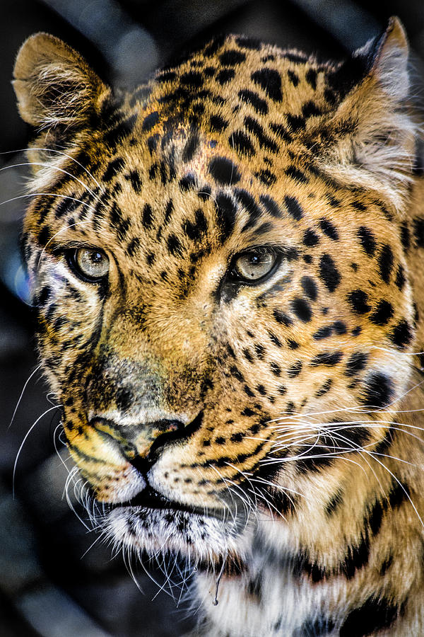 The Leopard's Stare Photograph by Scott Ruhs - Fine Art America