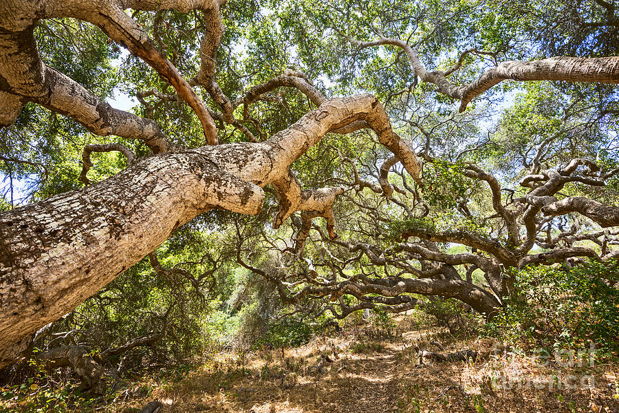 Los Osos Oaks State Reserve Parking