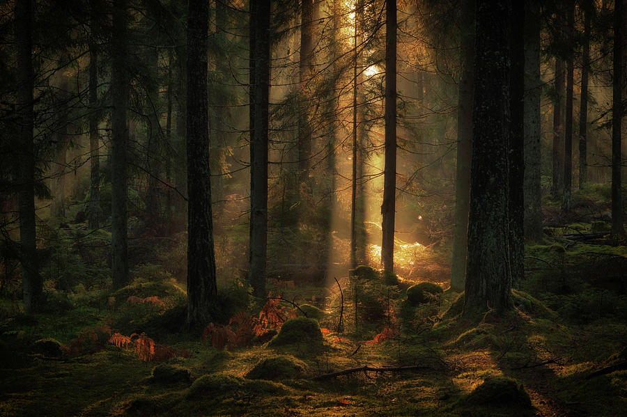 Tree Photograph - The Light In The Forest by Allan Wallberg