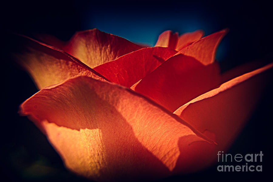 Rose Photograph - The Light of Love by Patricia Trudell