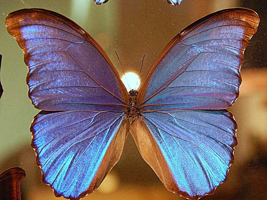New Orleans The Light Upon A Blue Morpho Butterfly In Louisiana Photograph