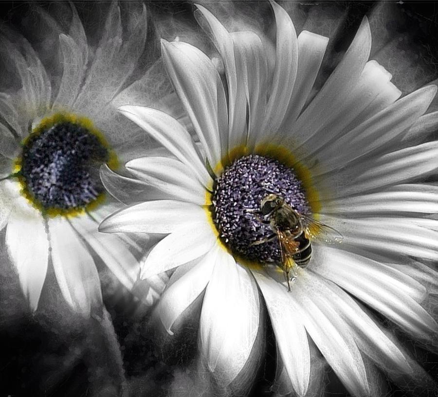 The Lightness of Being by Dan Stone The Lightness of Being by Dan Stone