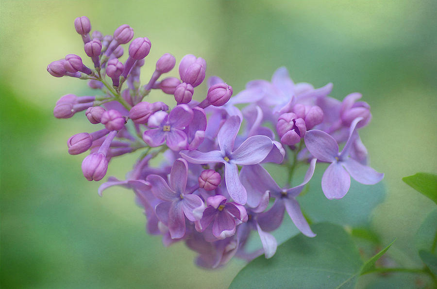 The Lilac Appeal 2 Photograph by Fraida Gutovich