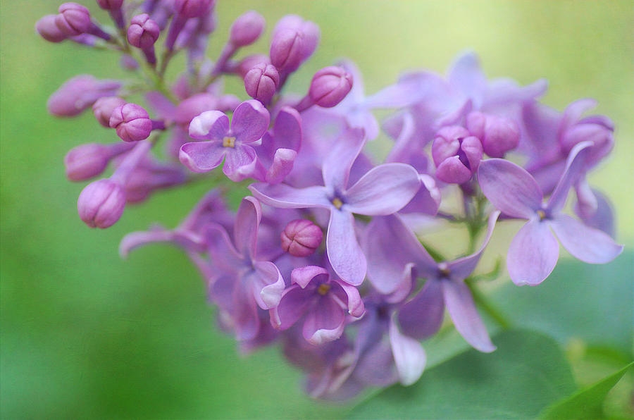 The Lilac Appeal Photograph by Fraida Gutovich