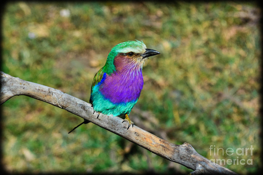 The Lilac Breasted Roller Photograph by Gary Keesler