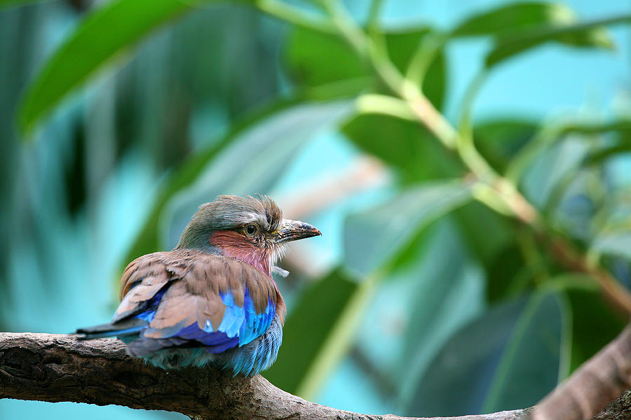 Bird Photograph - The Lilac Breasted Roller by Karol Livote