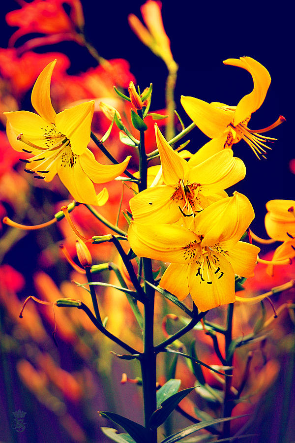 Lily Photograph - The Lilium Garden - Yellow Whoppers by Li   van Saathoff