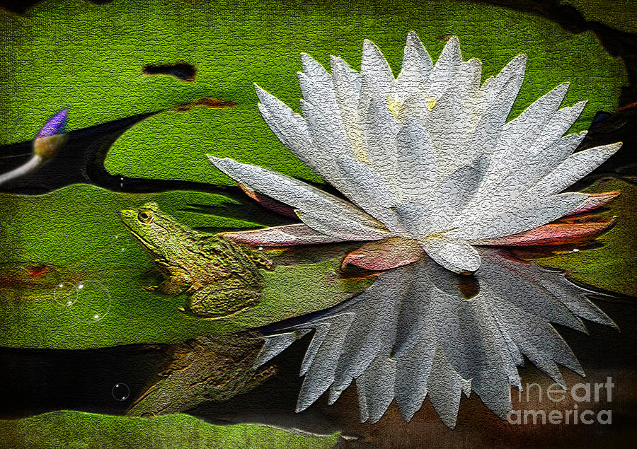 The Lily And The Frog Photograph by Kathy Baccari