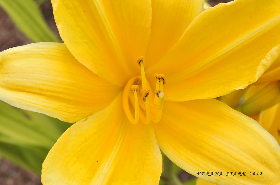 The Lily from Kentucky Photograph by Verana Stark