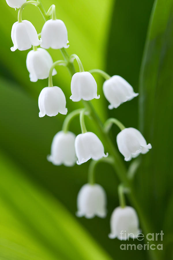 The Lily of the Valley Photograph by Boon Mee