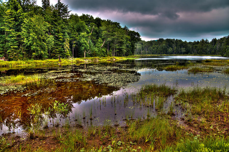 The Lily Pads on Fly Pond Photograph by David Patterson