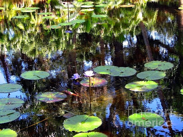 The Lily Pond Photograph by Anita Lewis