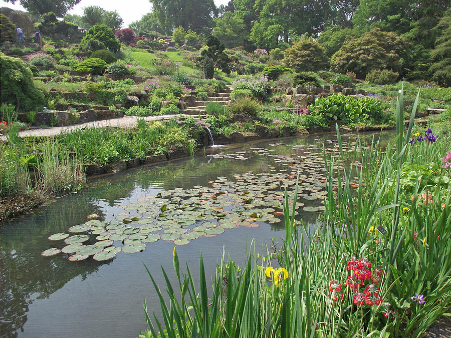 The Lily Pond at RHS Wisley Photograph by Jayne Wilson
