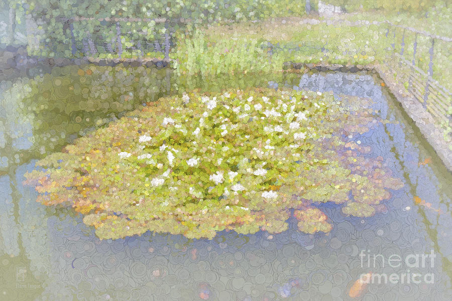 The Lily Pond Photograph by Elaine Teague