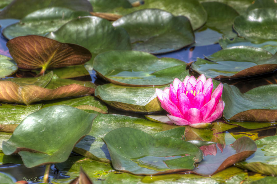 The Lily Pond Photograph by Heidi Smith