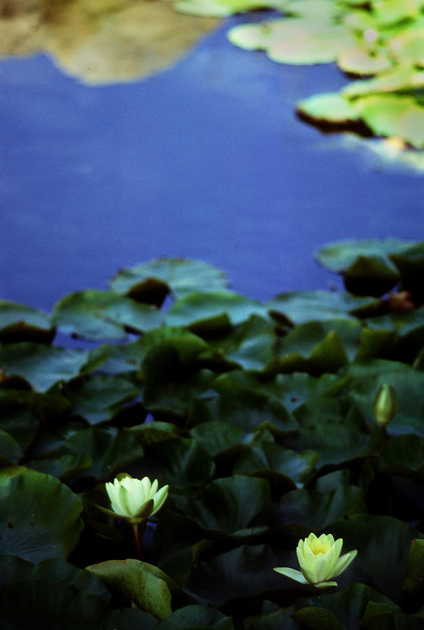 The Lily Pond Photograph