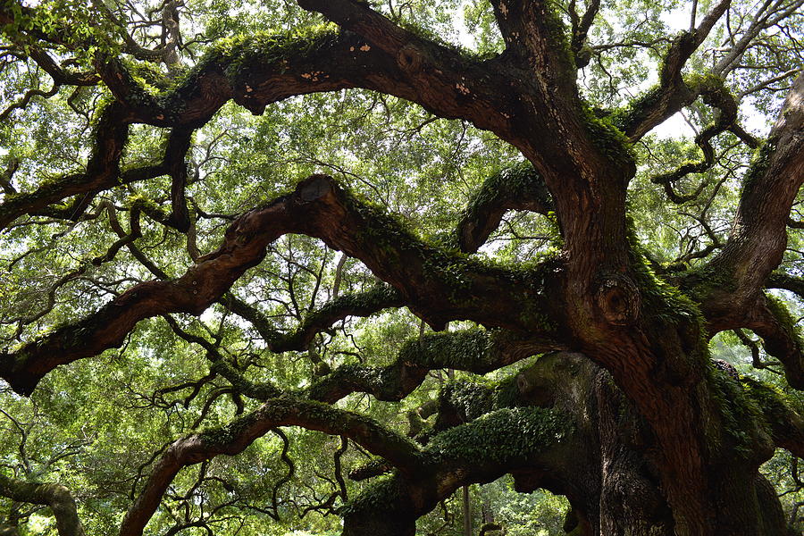 Summer Photograph - The Limbs of Angel Oak by Manda Renee