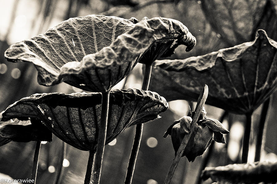 Leafs Photograph - The lines on leafs and age by Kornrawiee Miu Miu