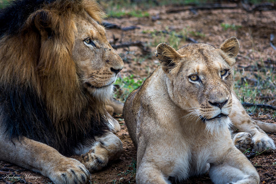 The Lion and The Lioness Photograph by Andrew Matwijec