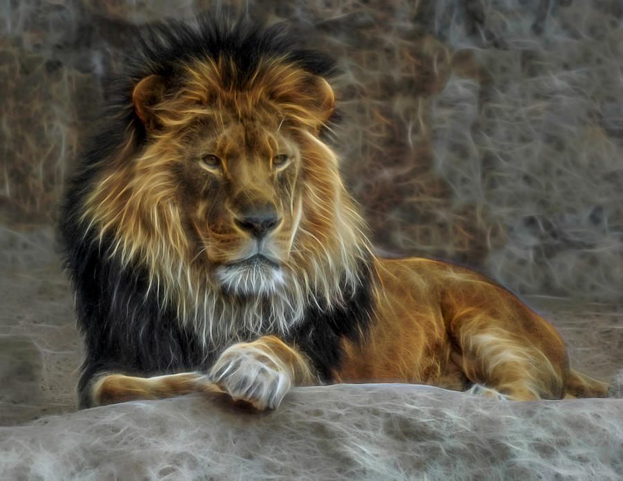 The Lion Digital Art Digital Art by Ernest Echols