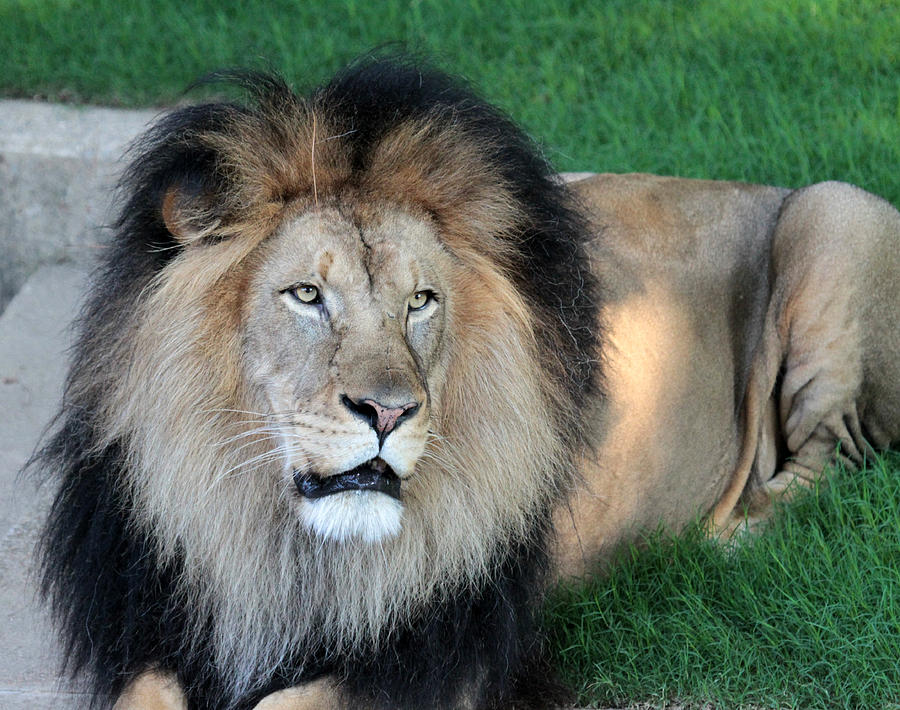 The Lion Photograph by Dwight Cook - Fine Art America