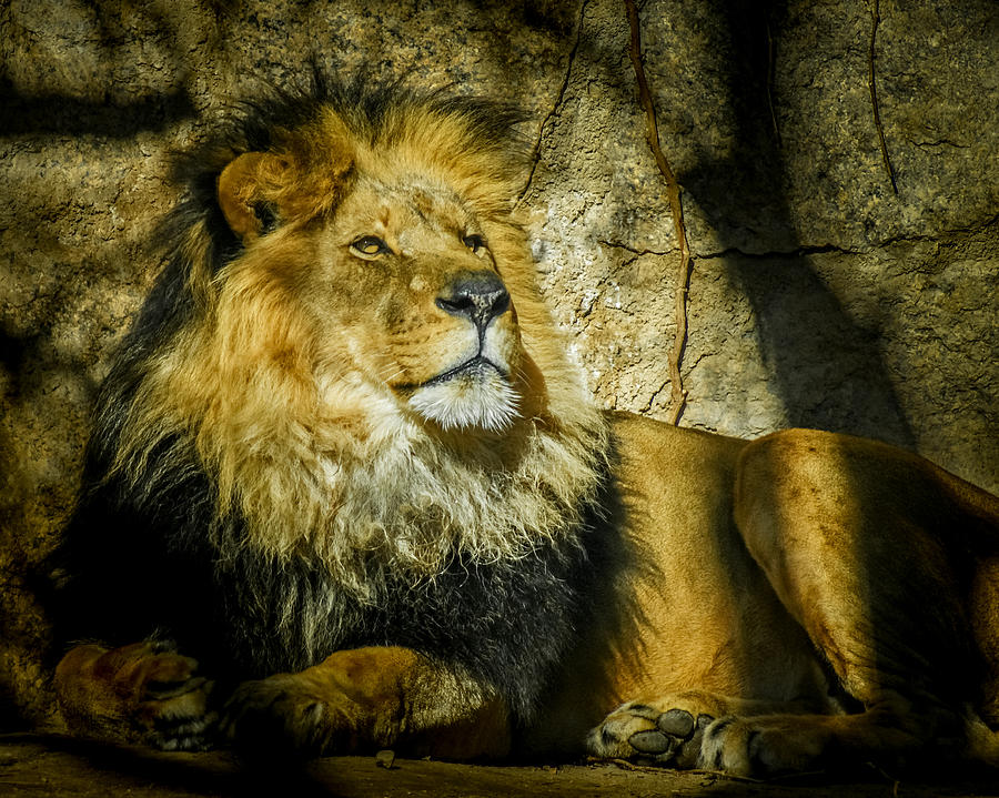 The Lion Photograph by Ernest Echols